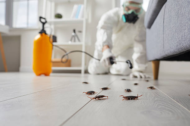 Commercial Rodent Management in East Hills